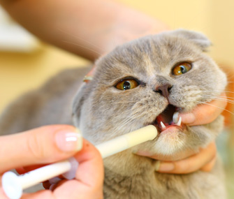 如何给猫喂药？
